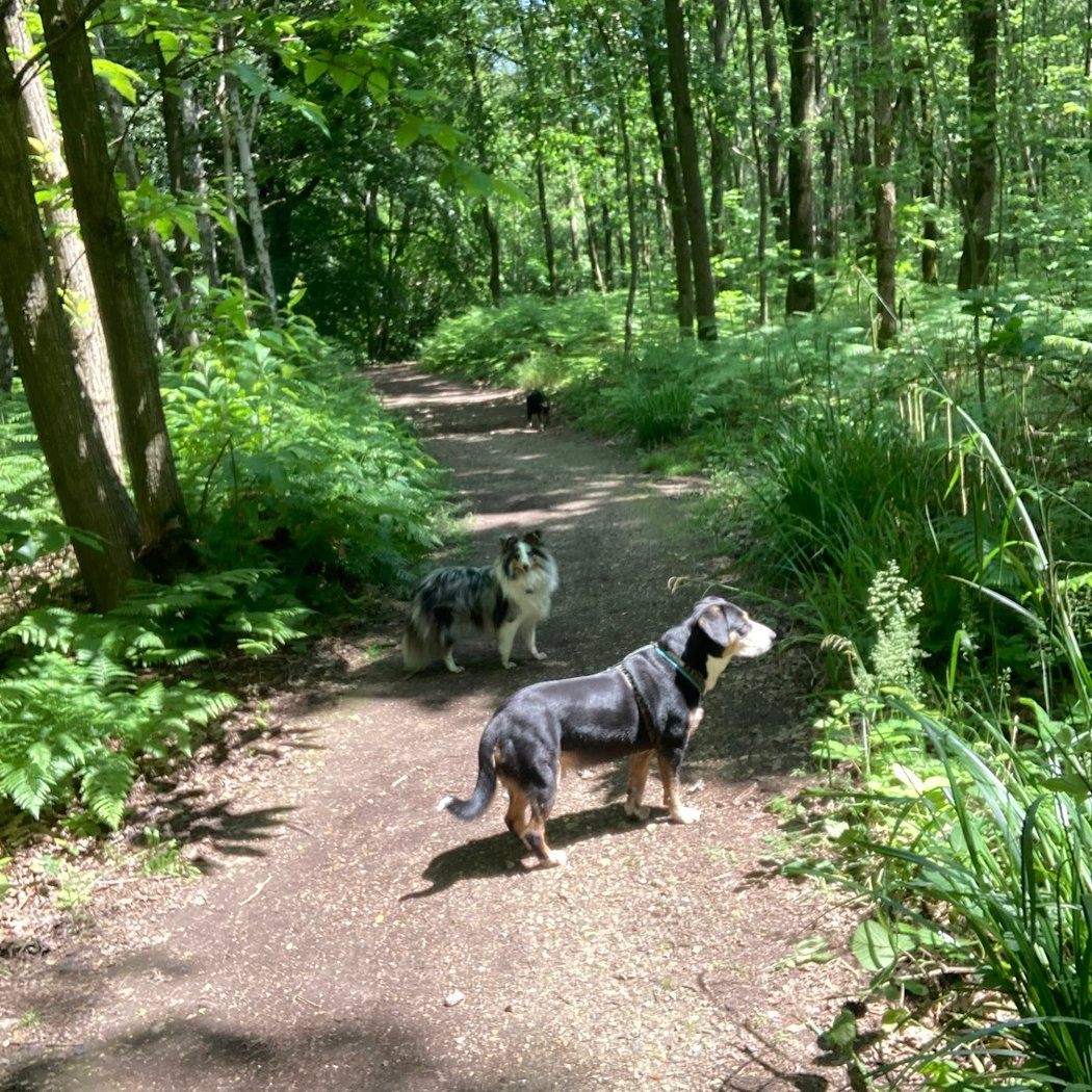 Promeneur / Educateur Canin / Balades en forêt, Hugo Collas 3